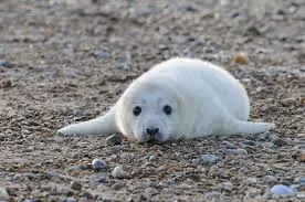 From Smiles to Stress Relief: How Seeing Something Cute Impacts Your Body